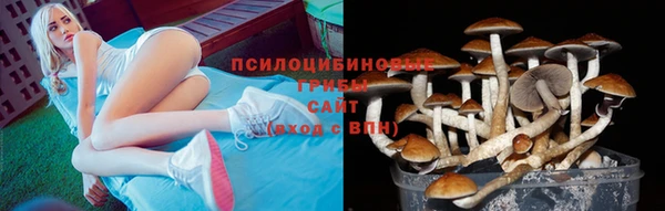 PSILOCYBIN Бородино